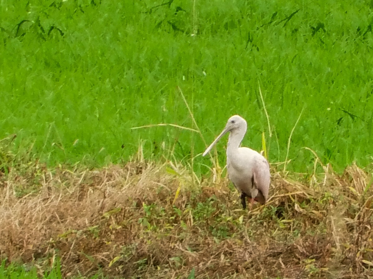 Roseate Spoonbill - ML600948731