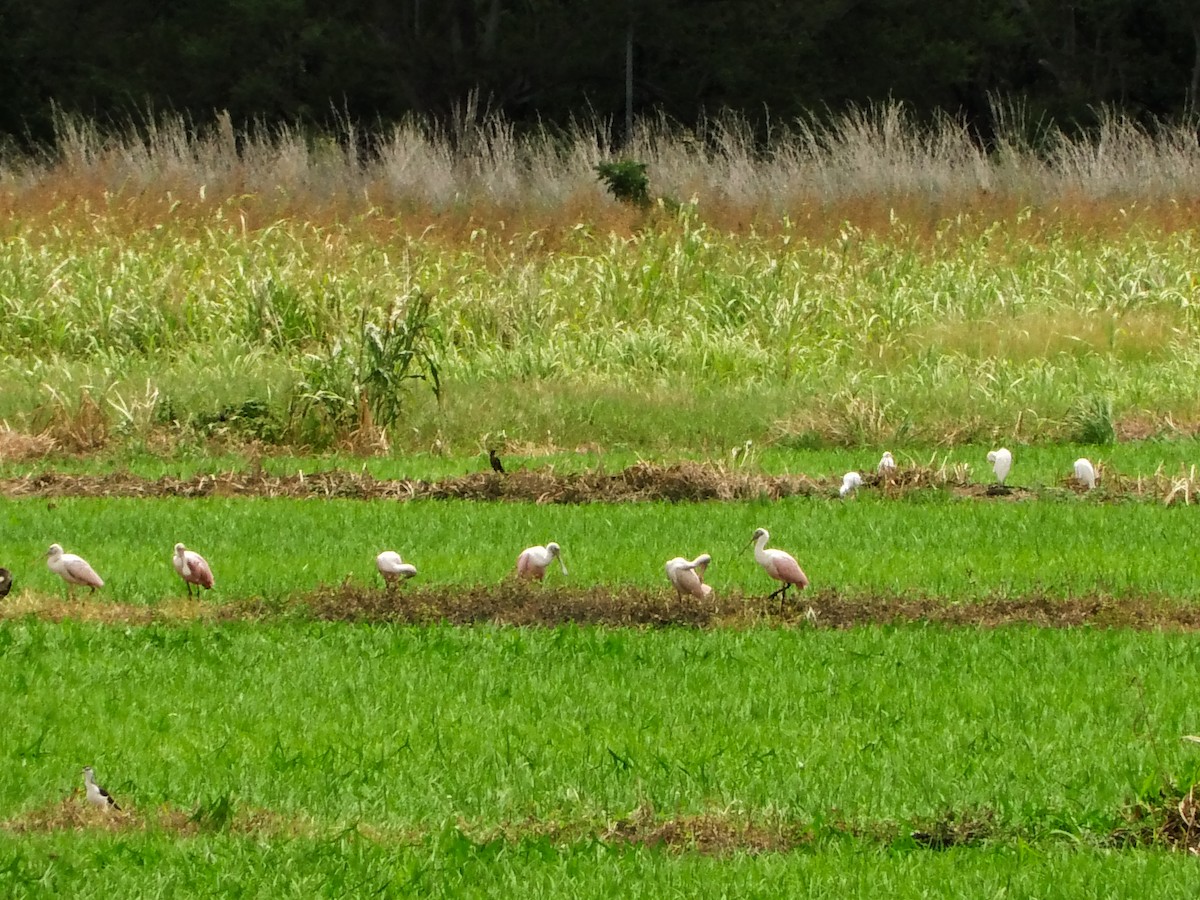 Roseate Spoonbill - ML600948761