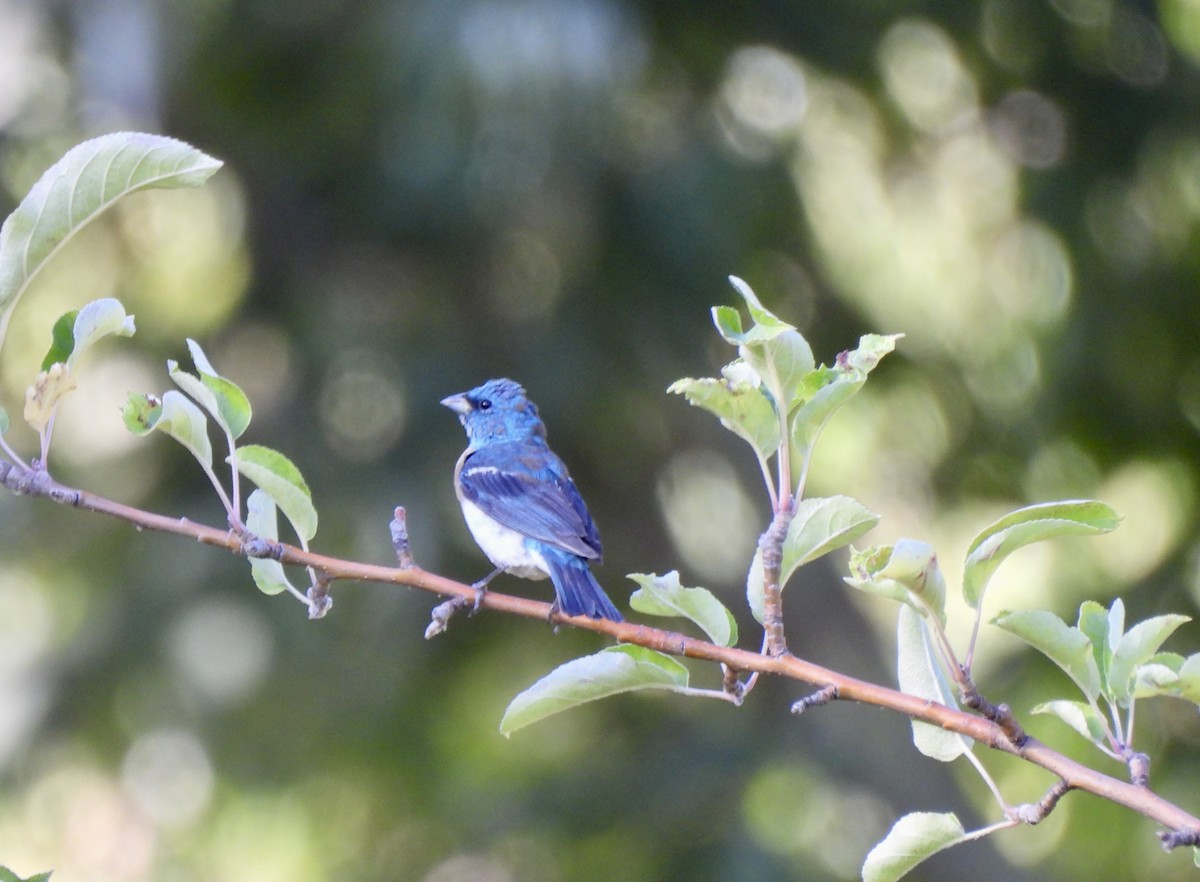 Lazuli Bunting - nikki bryer-kraft