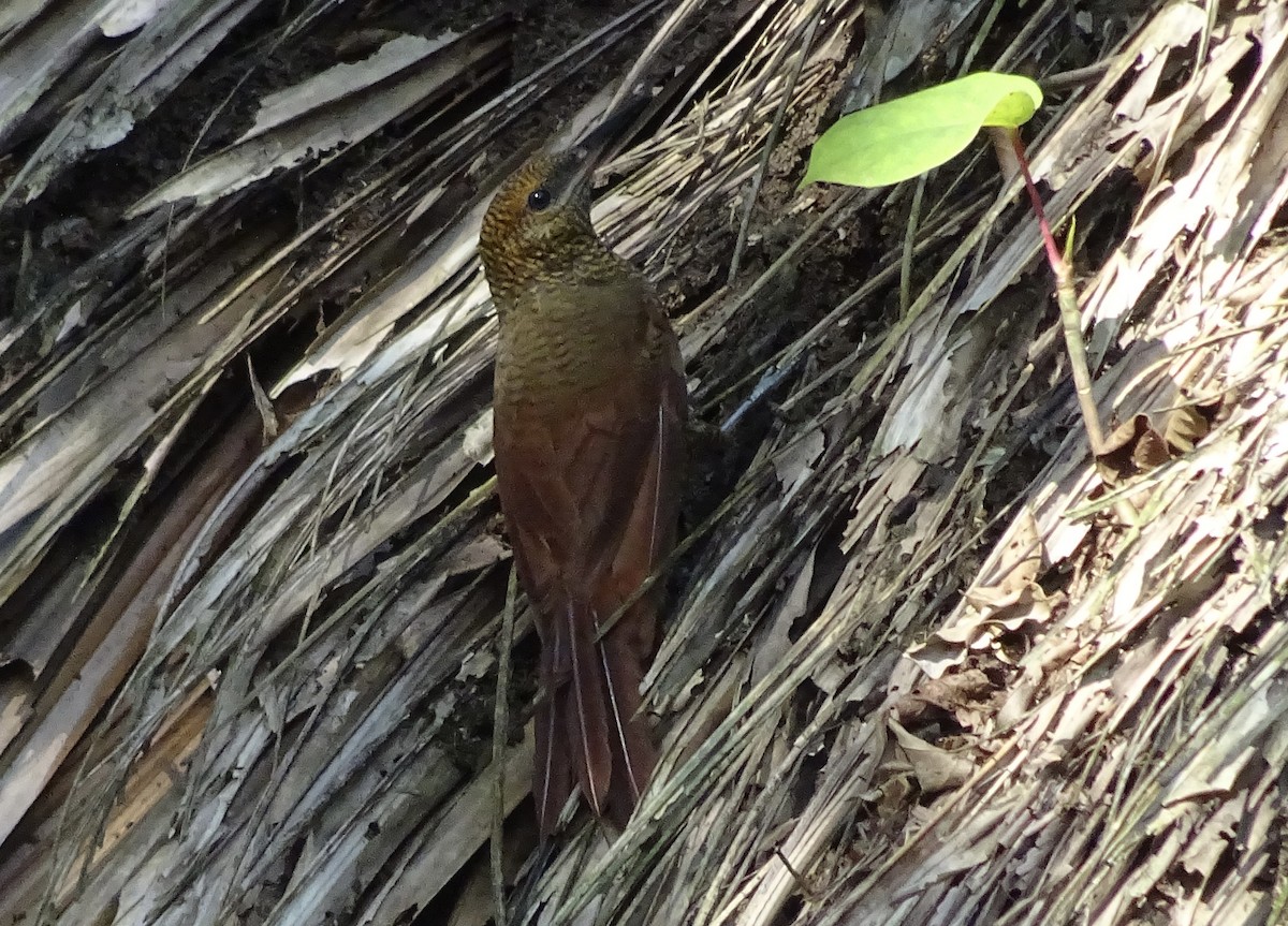 Northern Barred-Woodcreeper - Emanuel Serech