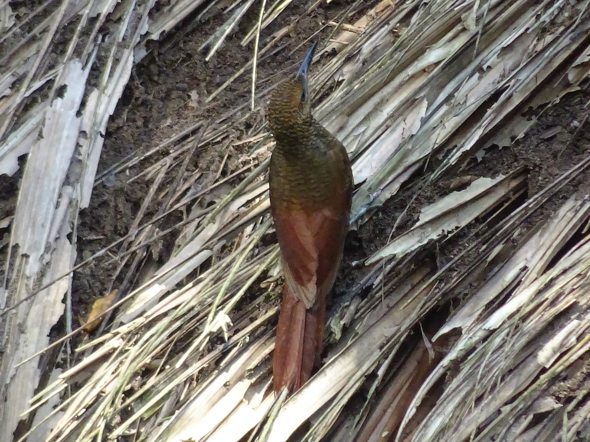 Northern Barred-Woodcreeper - ML600948961