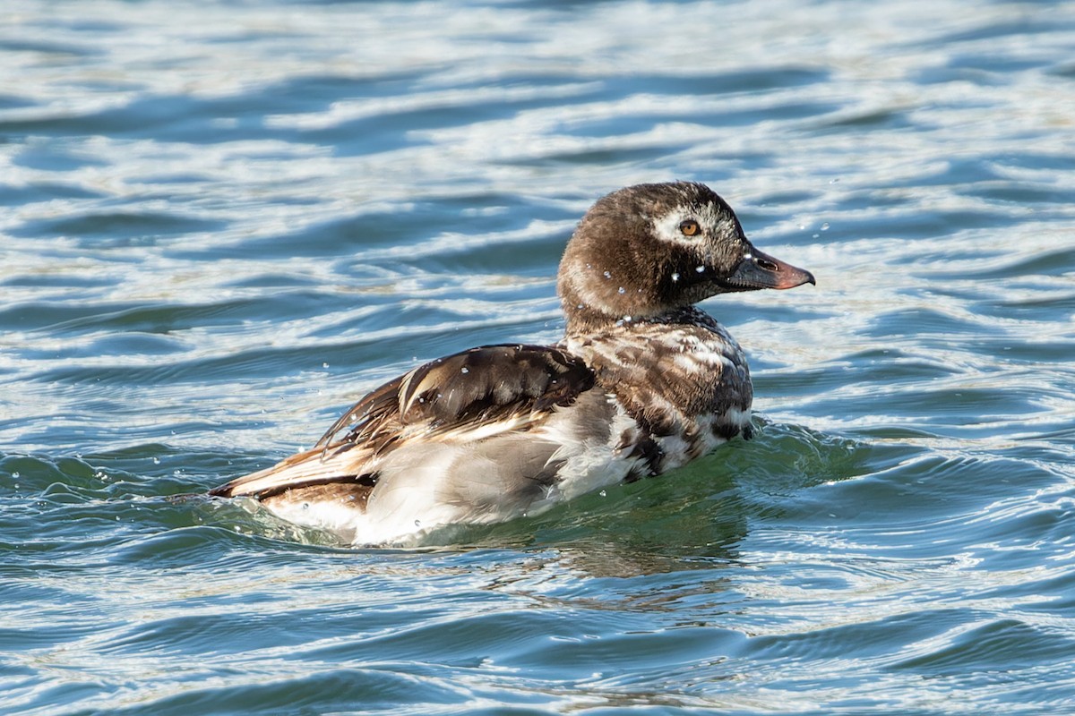 Long-tailed Duck - ML600949001