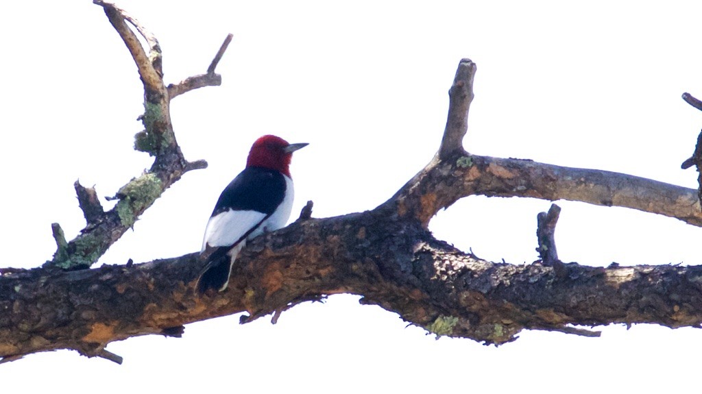 Red-headed Woodpecker - ML60094911