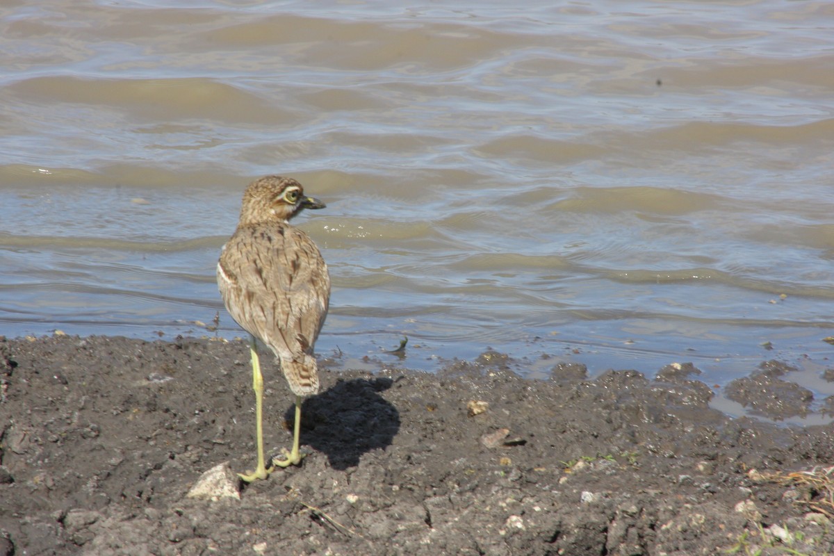 Water Thick-knee - ML60094971