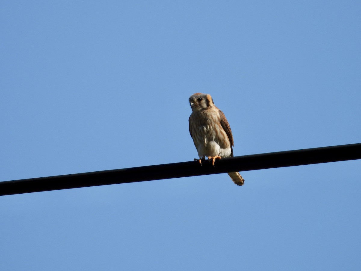 American Kestrel - ML600949751