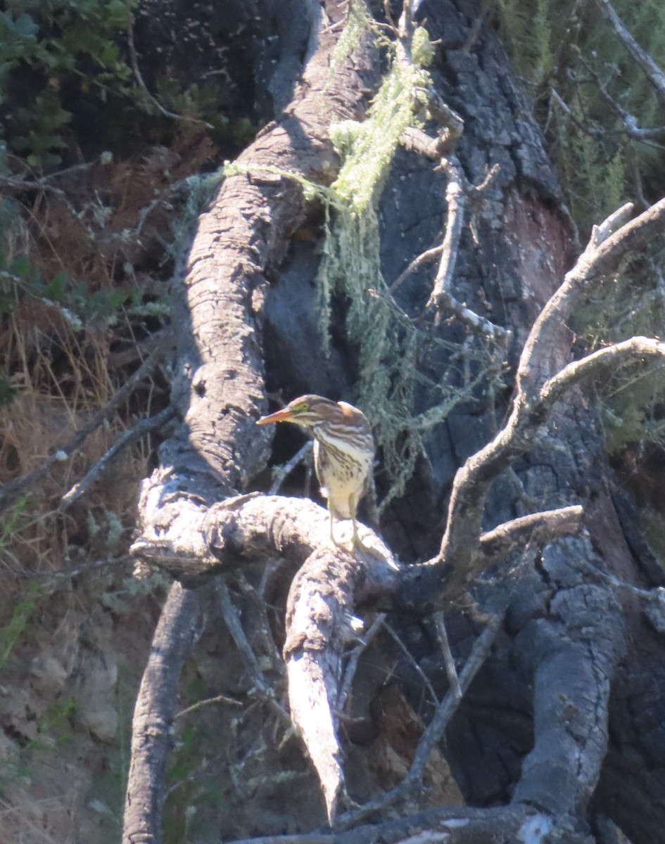 Green Heron - ML600950431