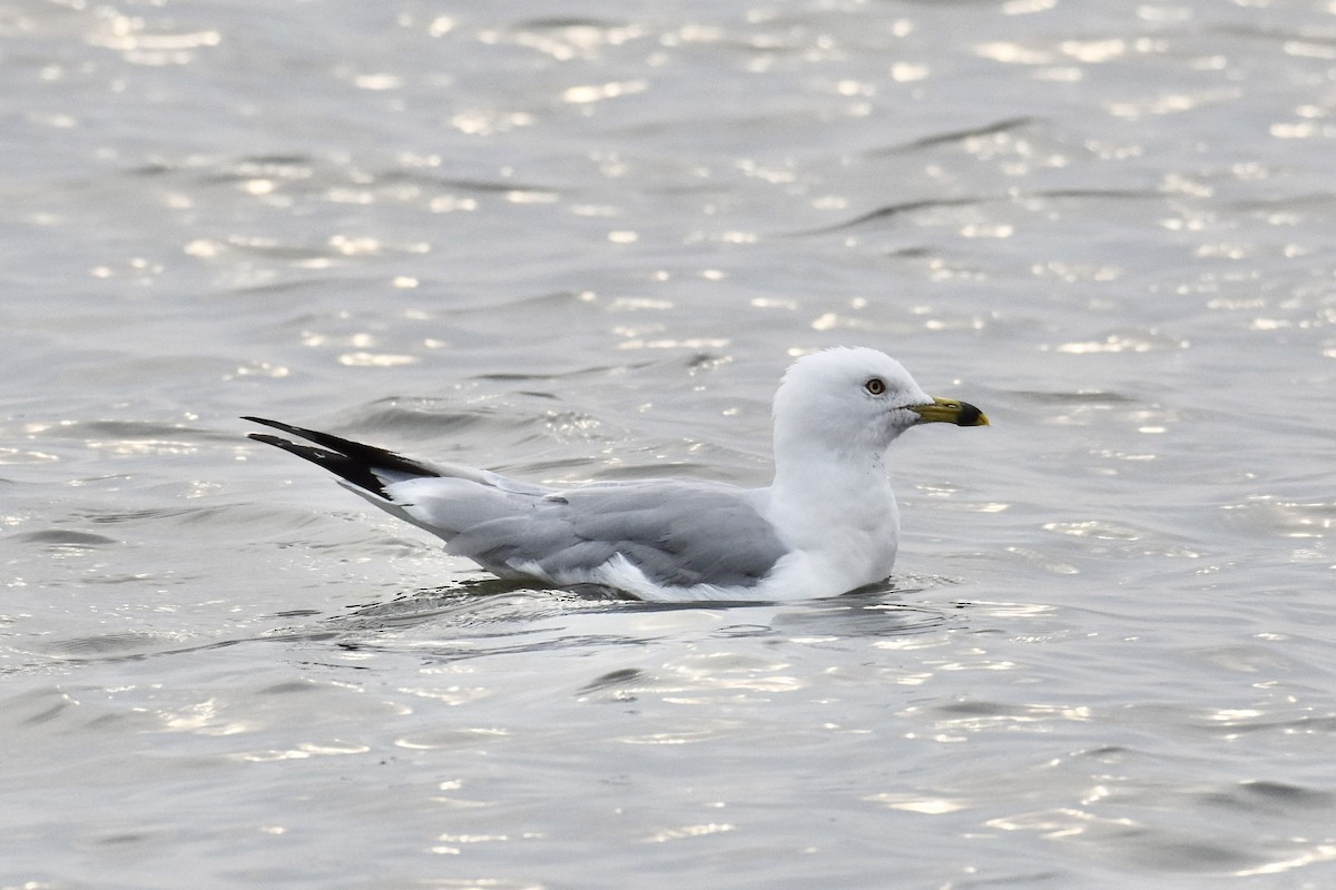 Ring-billed Gull - ML600950881