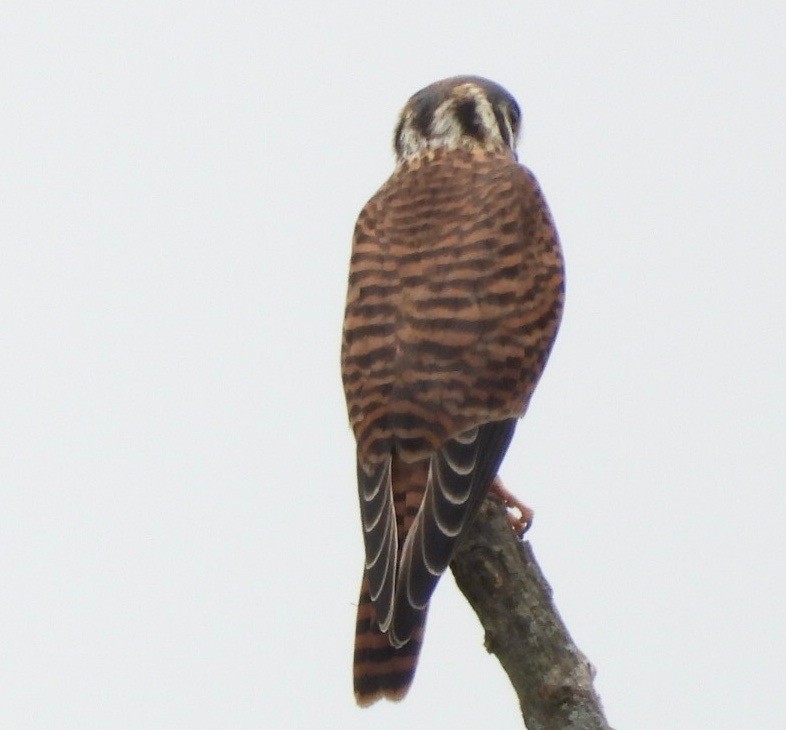 American Kestrel - ML600952101