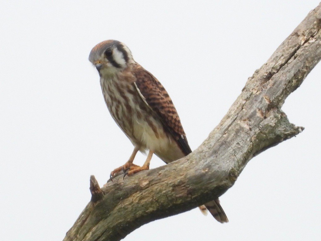 American Kestrel - ML600952111