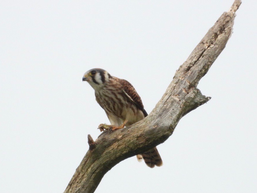 American Kestrel - ML600952121