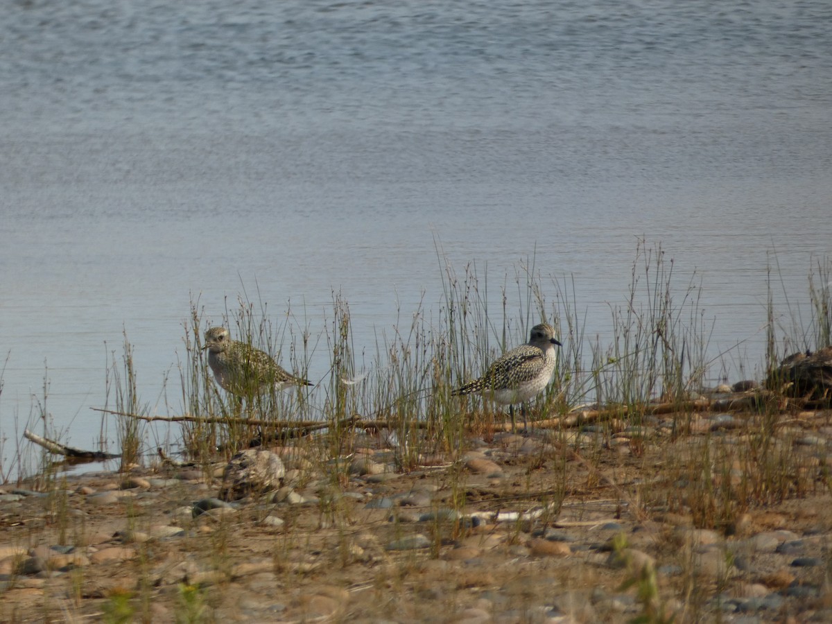 American Golden-Plover - ML600952271