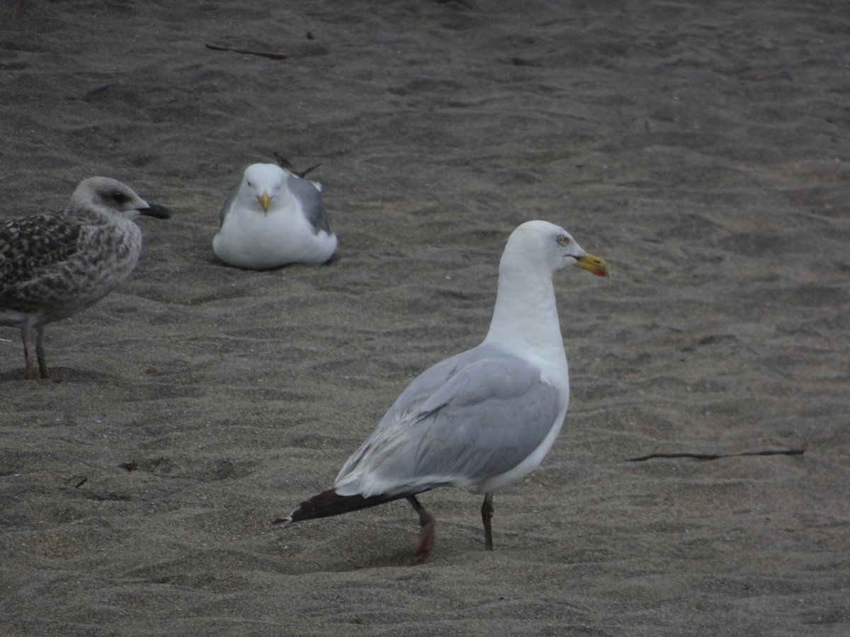 European Herring Gull - ML600952471