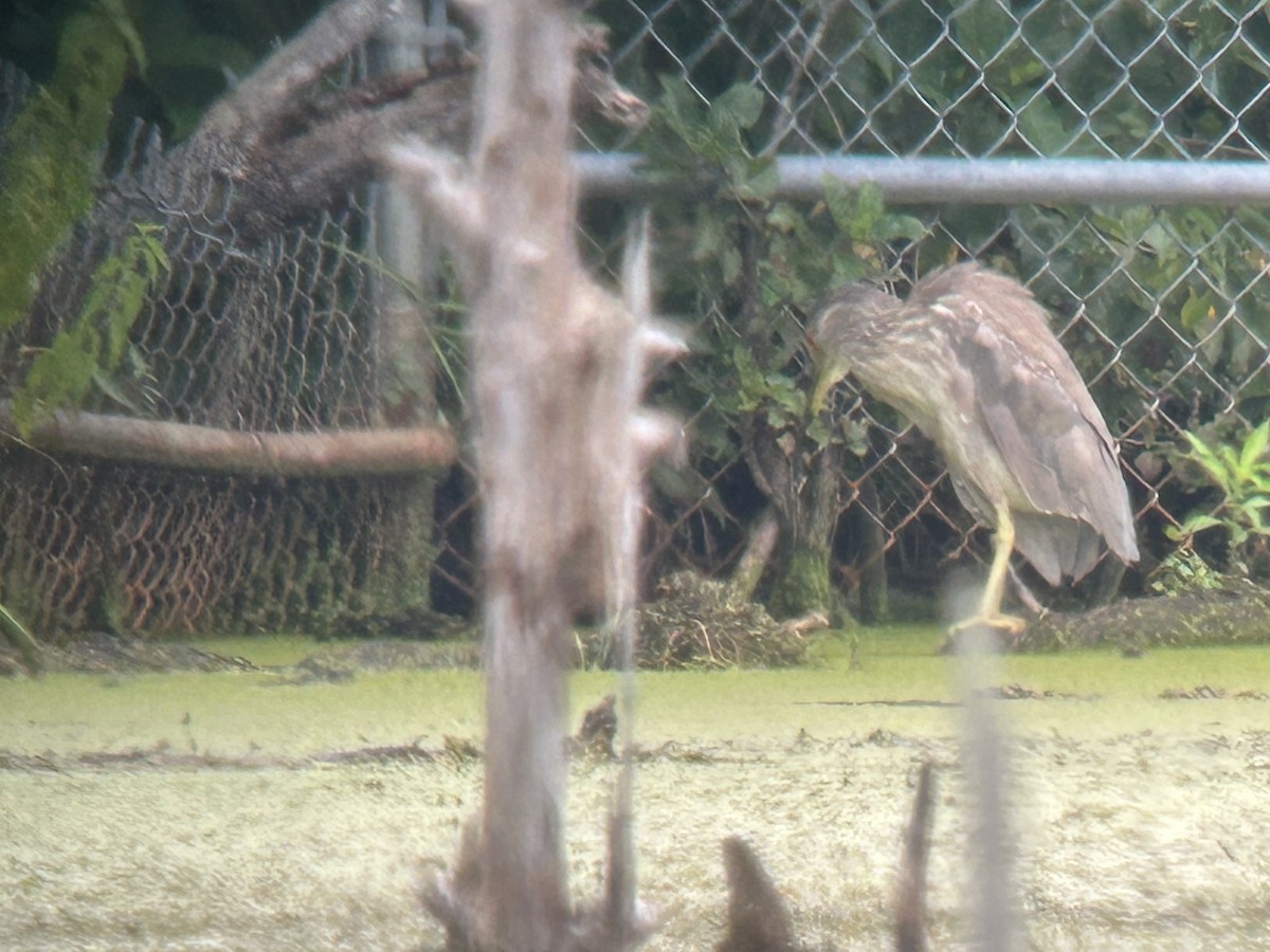 Black-crowned Night Heron - Chuck Estes