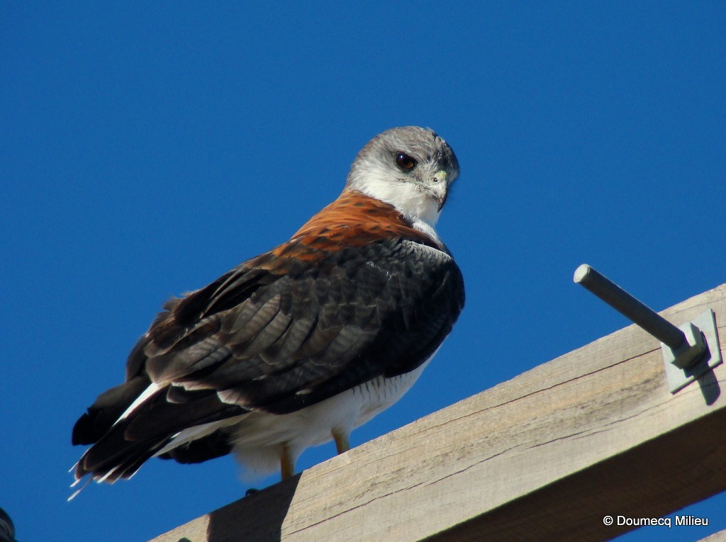 Variable Hawk - Ricardo  Doumecq Milieu