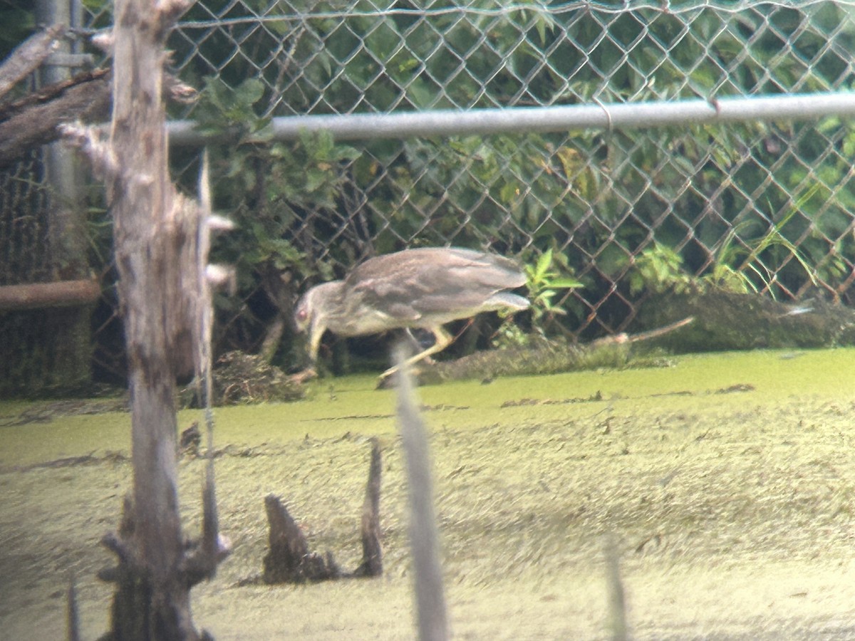 Black-crowned Night Heron - Chuck Estes