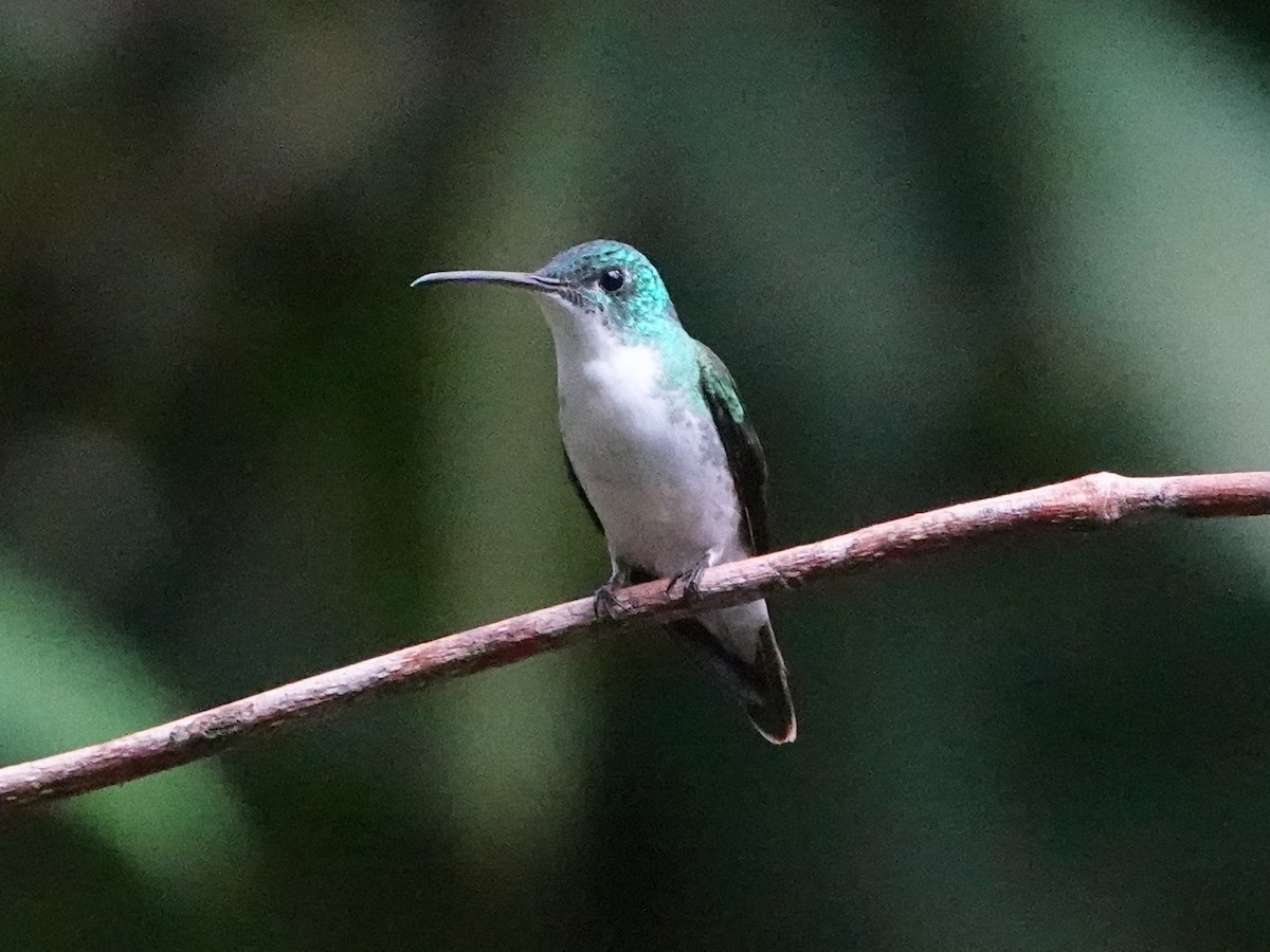 kolibřík andský - ML600953911