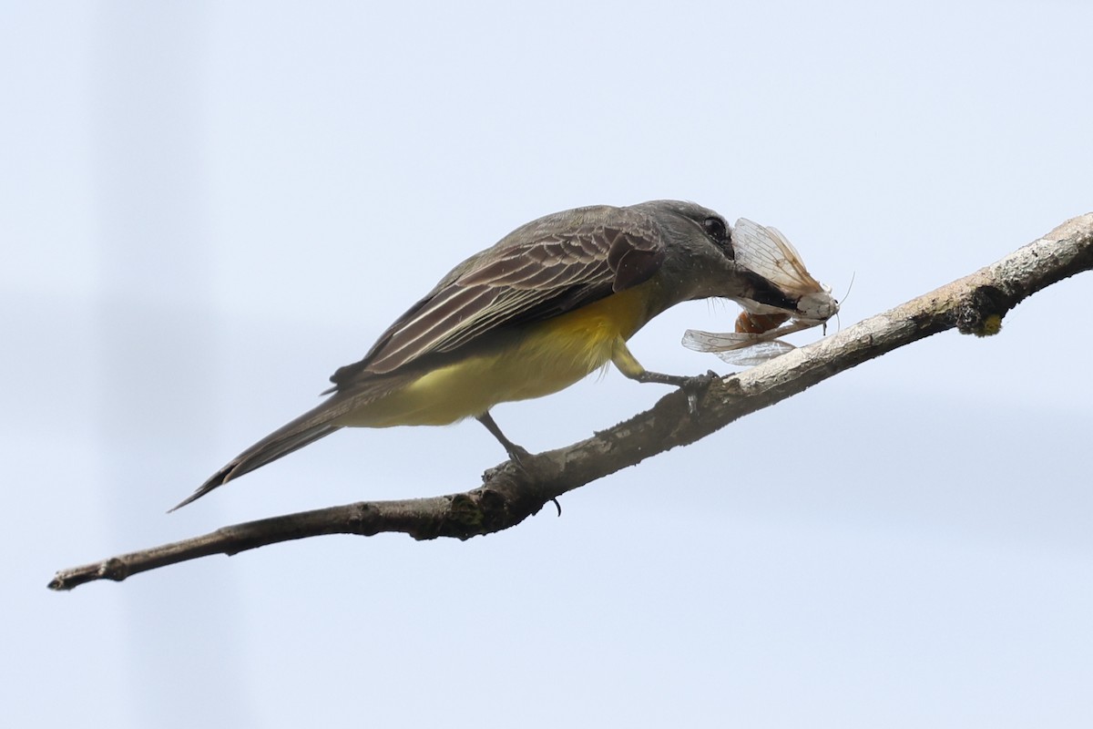 Tropical Kingbird - ML600954531