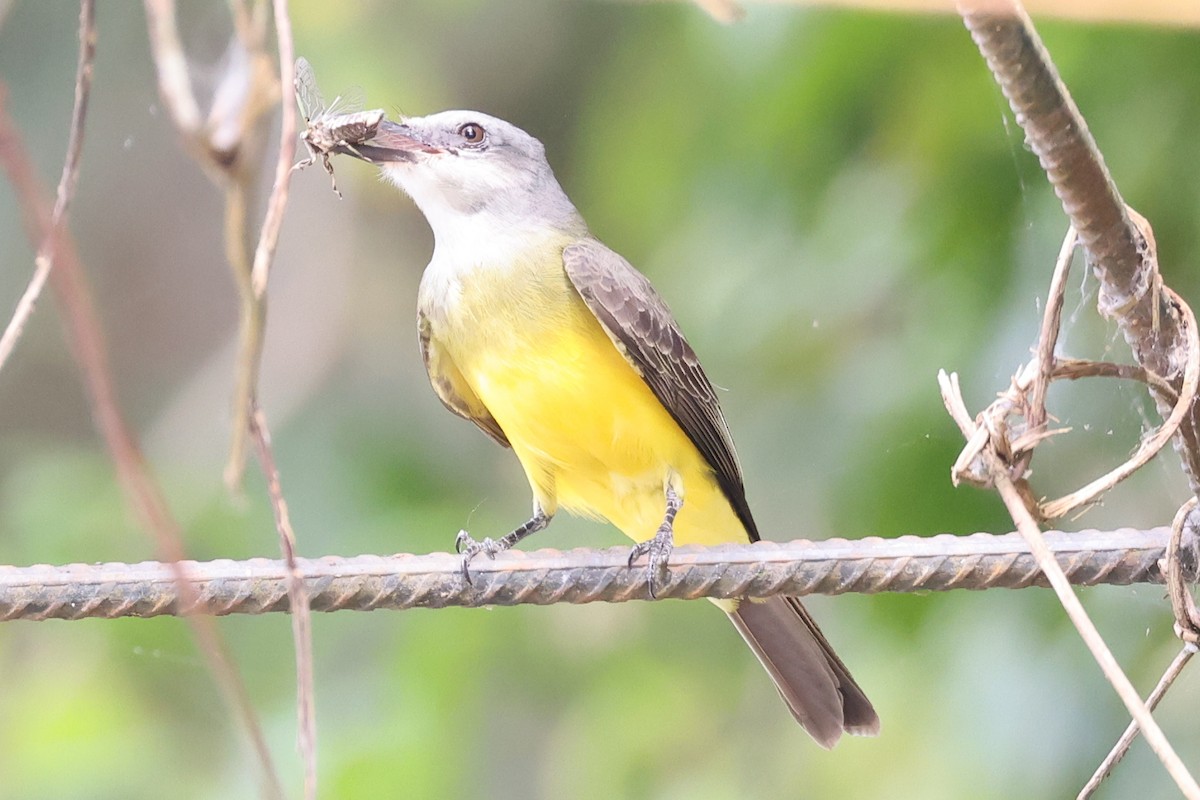 Tropical Kingbird - ML600954571