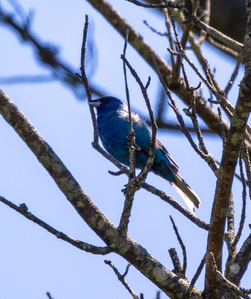 Indigo Bunting - ML600955581