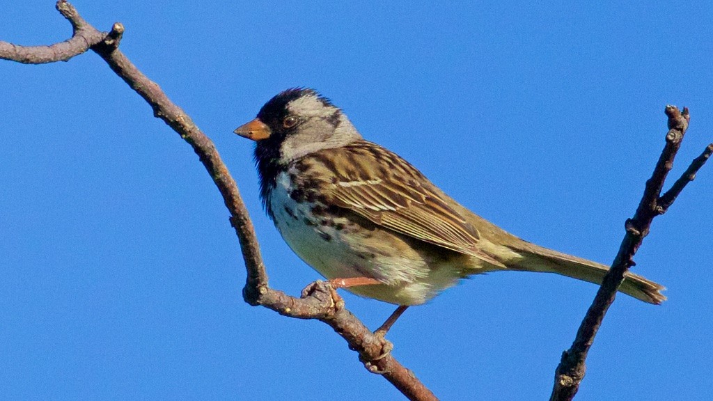 Harris's Sparrow - ML60095561