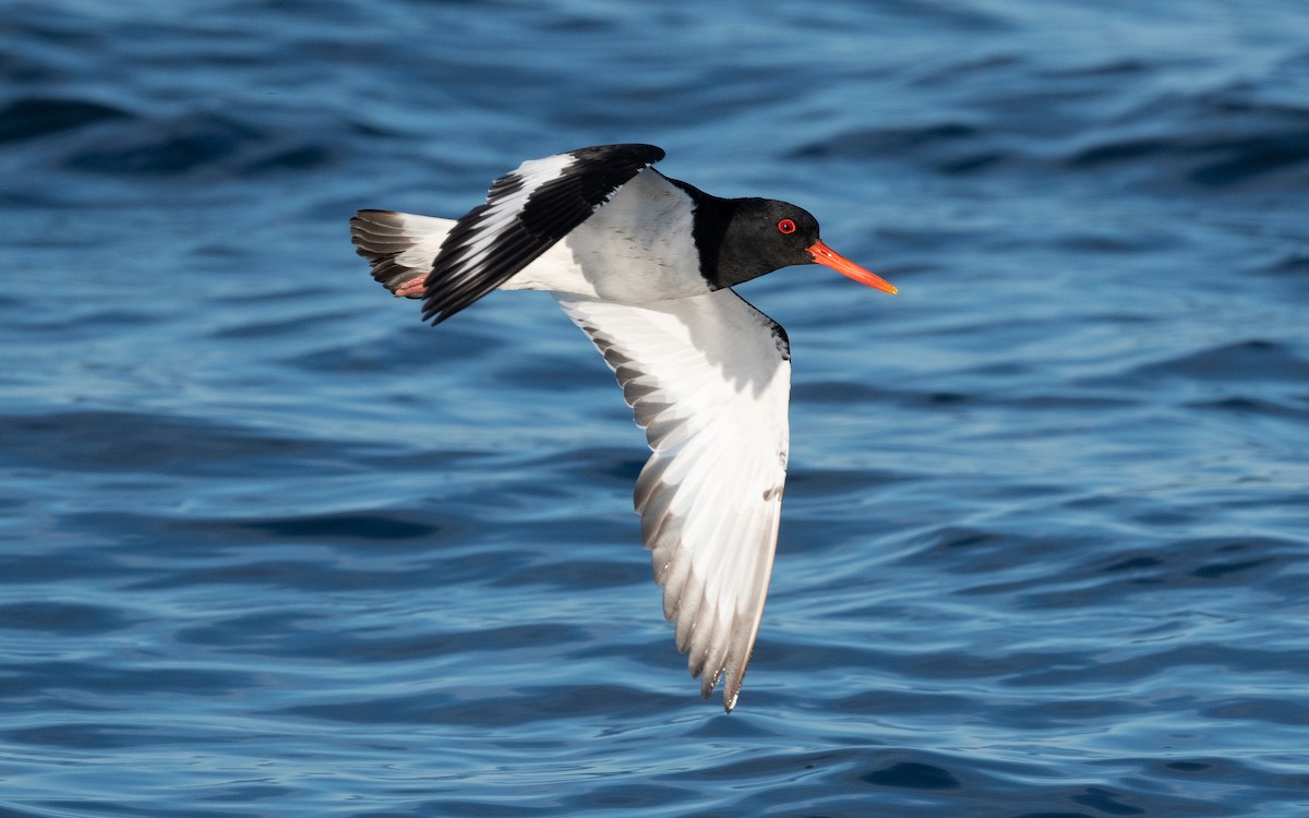 Eurasian Oystercatcher - ML600956231