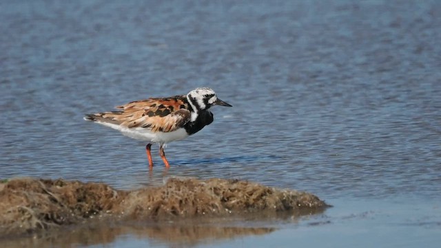 Ruddy Turnstone - ML600956601