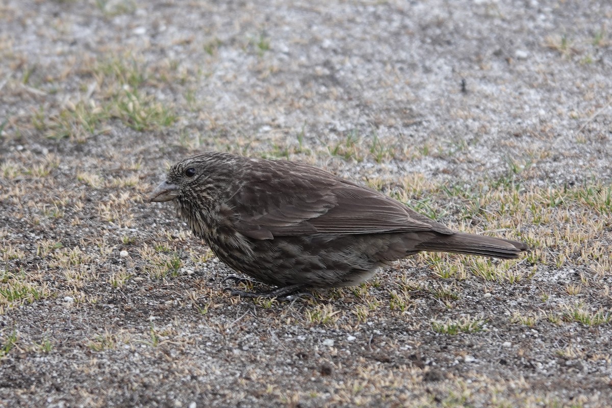 Red-fronted Rosefinch - ML600956821