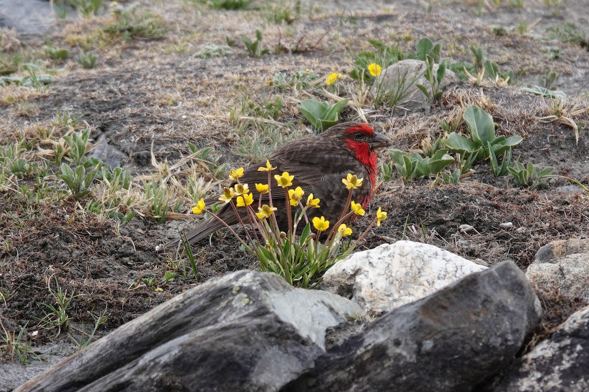 Red-fronted Rosefinch - ML600956841