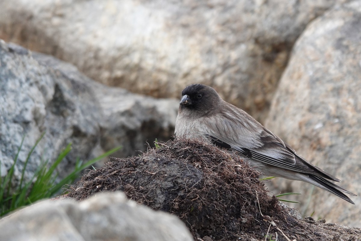 Black-headed Mountain Finch - ML600957431