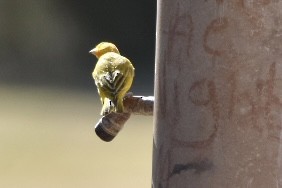 Saffron Finch - ML600957621