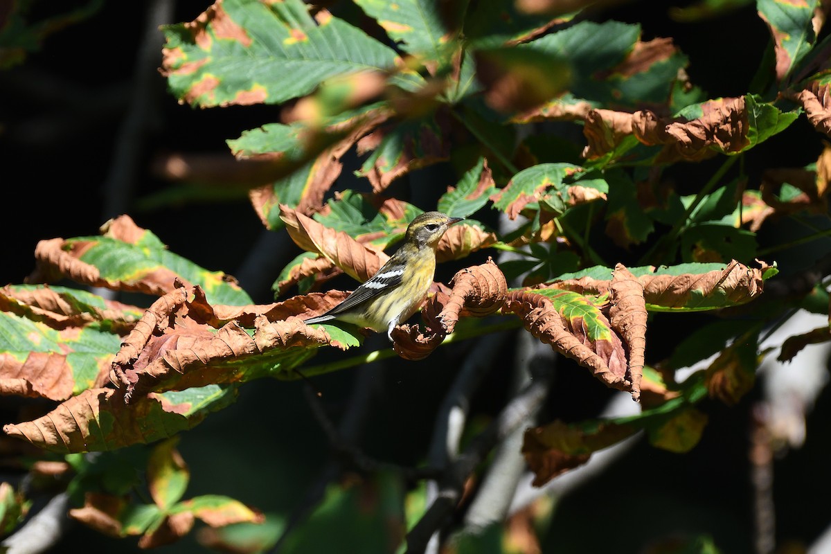 Blackburnian Warbler - terence zahner