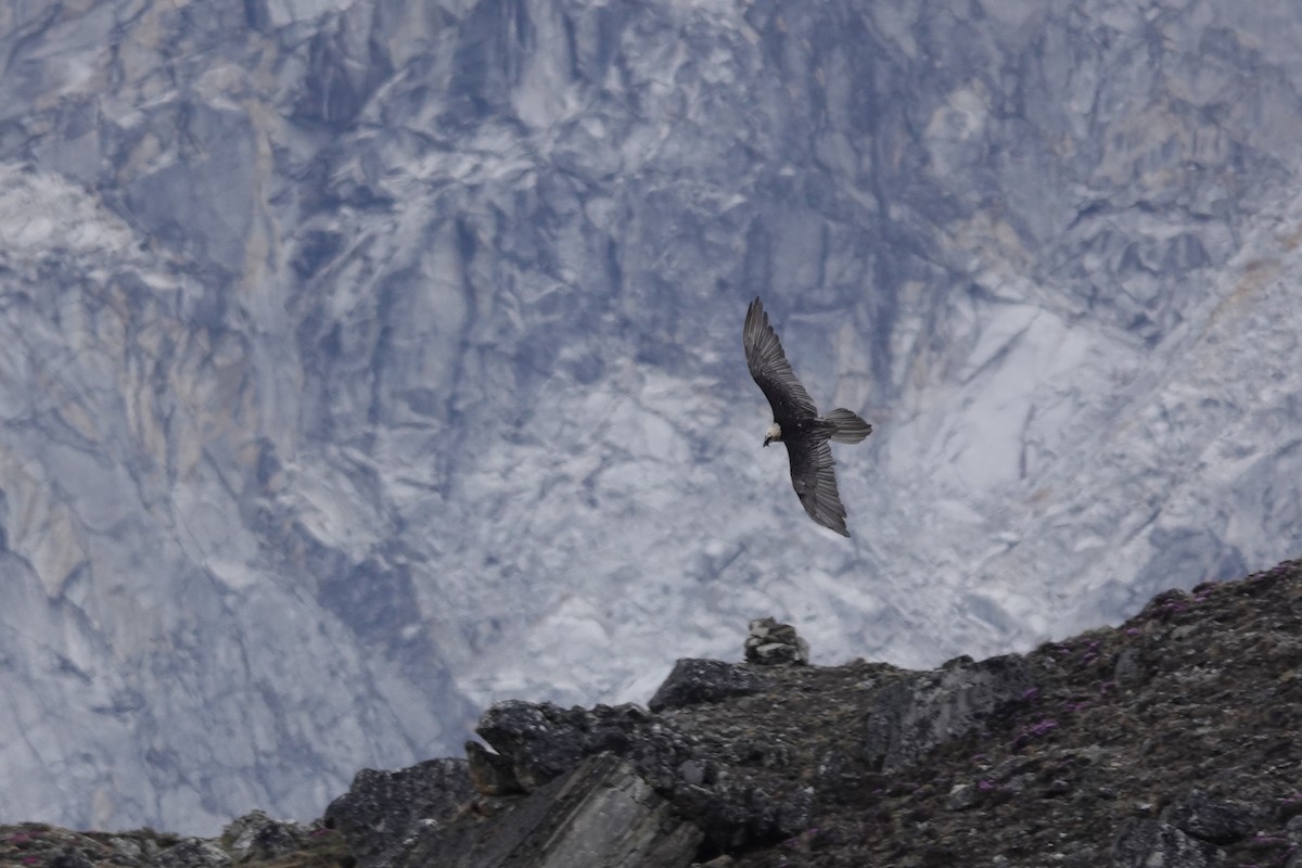 Bearded Vulture - ML600957671