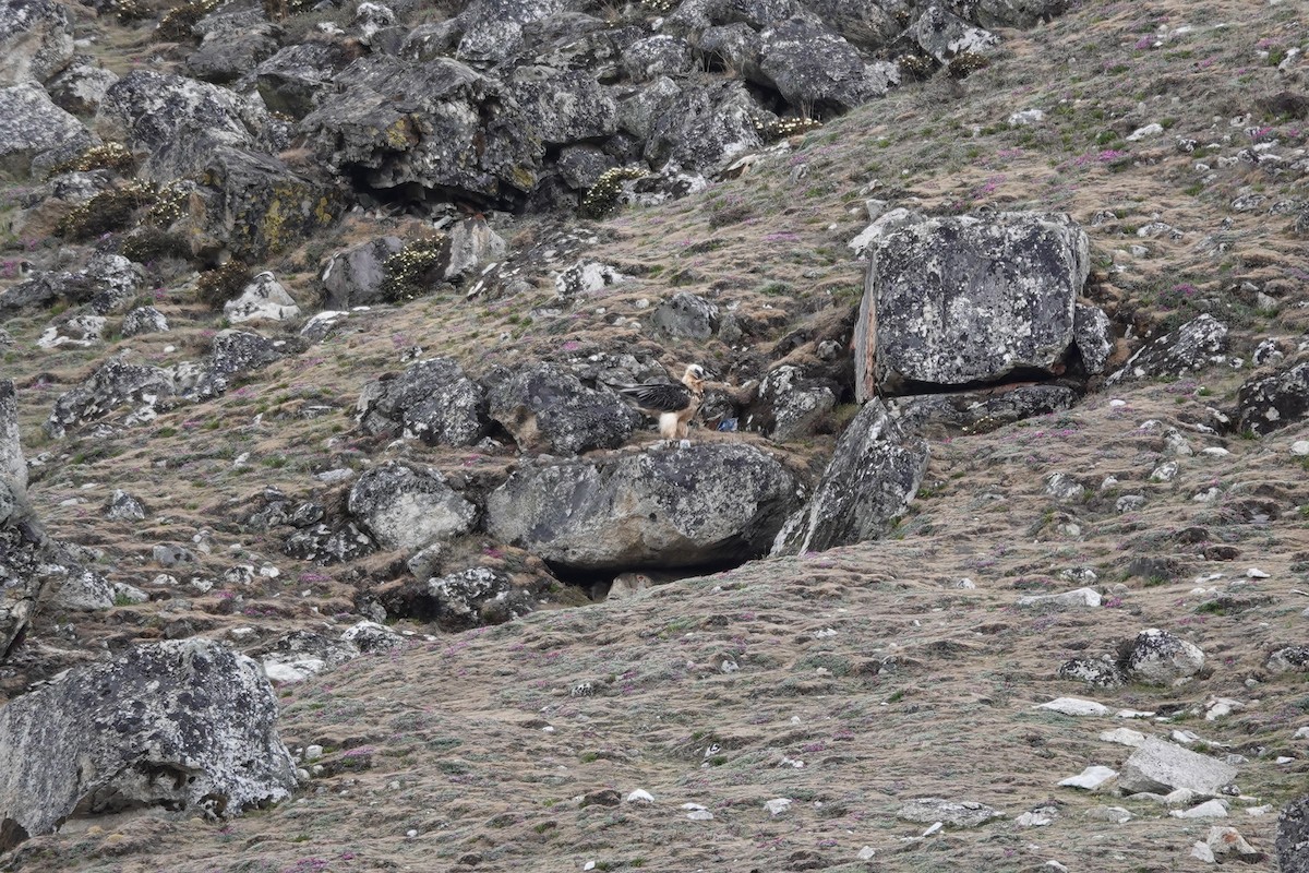 Bearded Vulture - ML600957731