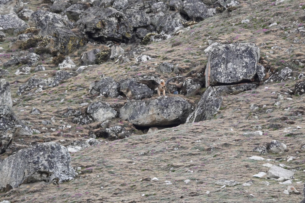 Bearded Vulture - ML600957741