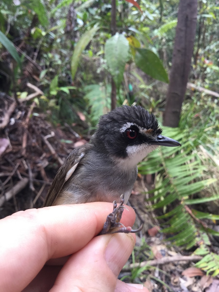 Gray-breasted Babbler - ML600957881