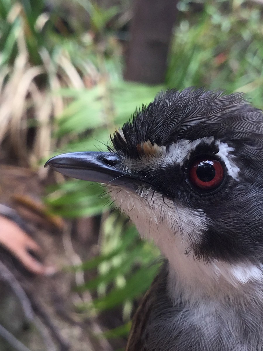 Gray-breasted Babbler - ML600958271