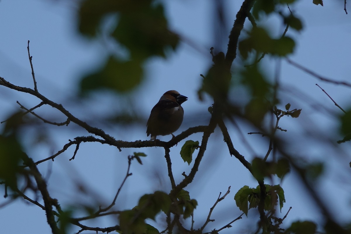 Hawfinch - ML600958431