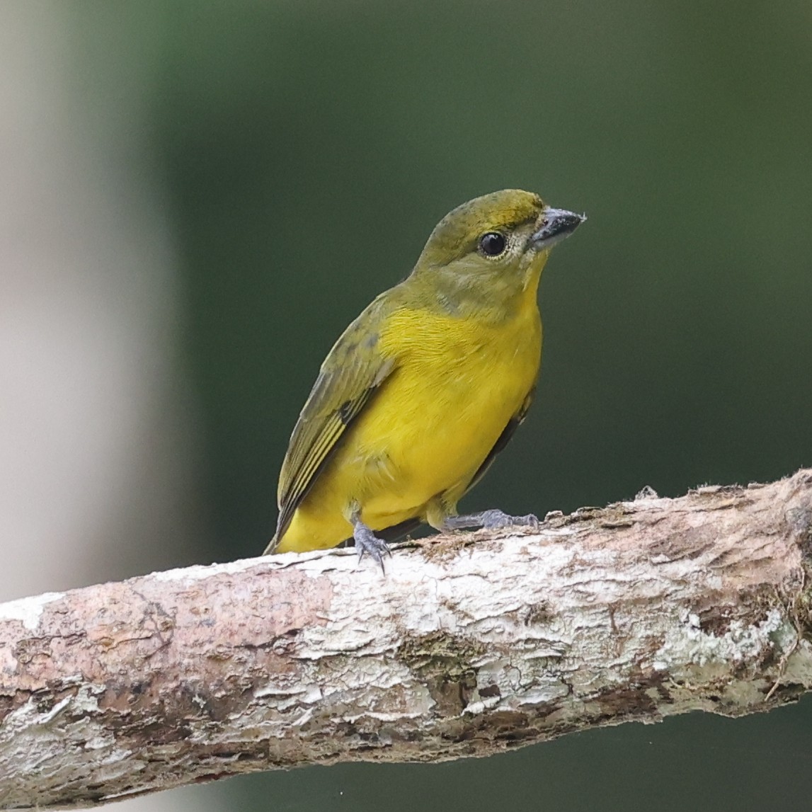 Thick-billed Euphonia - ML600960671