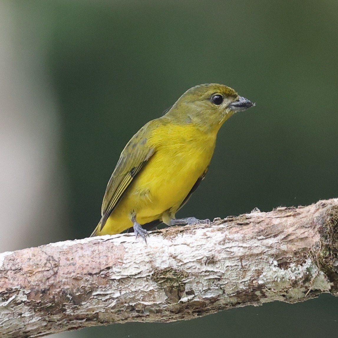 Thick-billed Euphonia - ML600960681