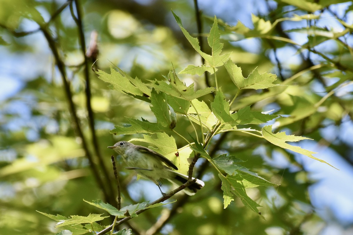 Blue-gray Gnatcatcher - ML600960821