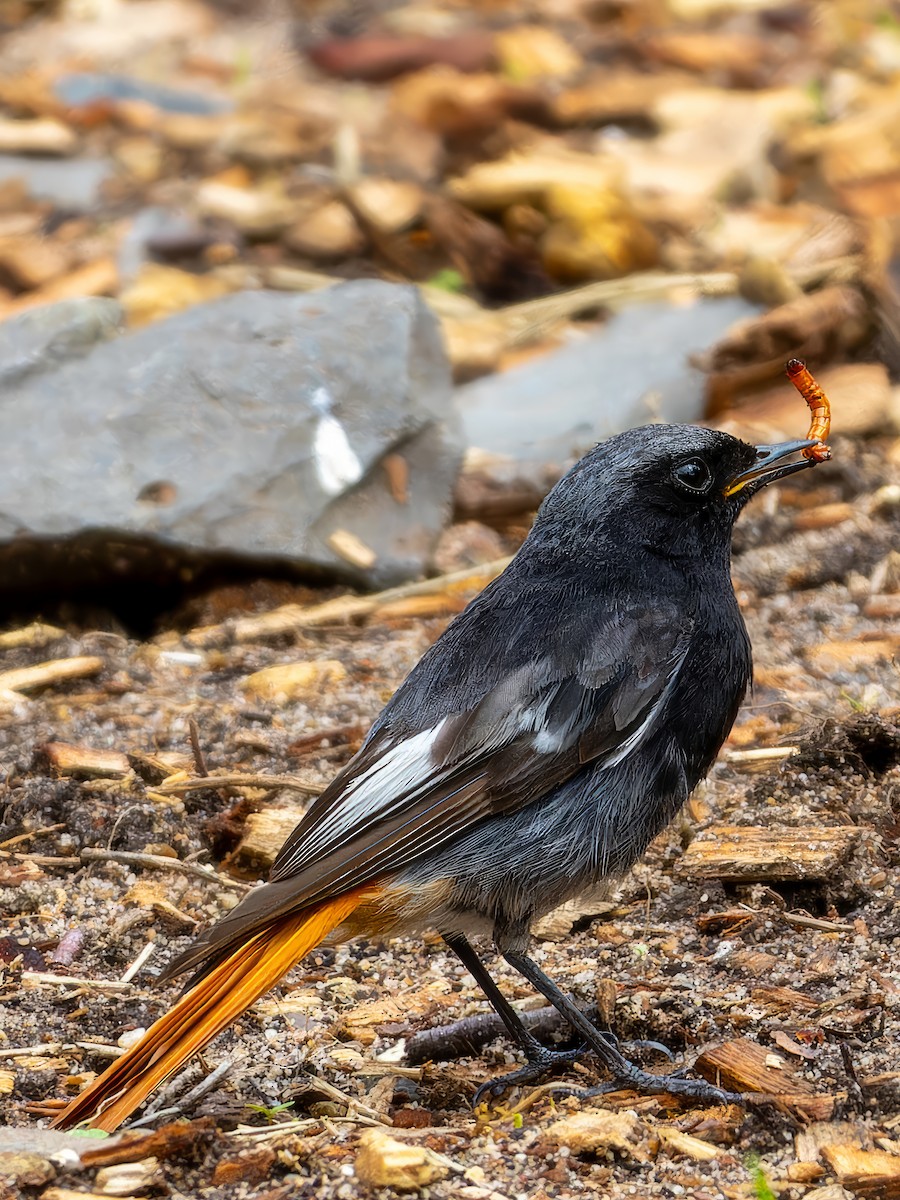Black Redstart - ML600961831