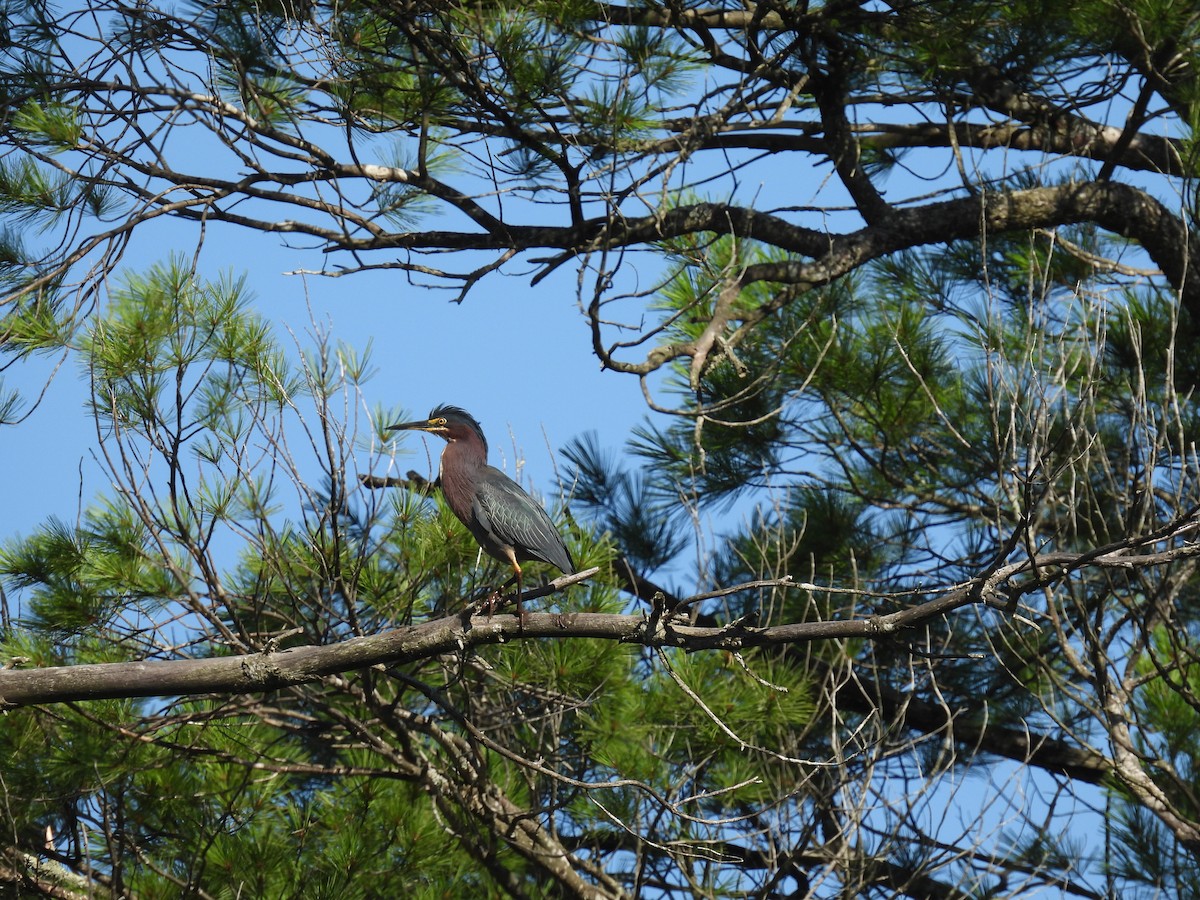 Green Heron - Janet Sippel