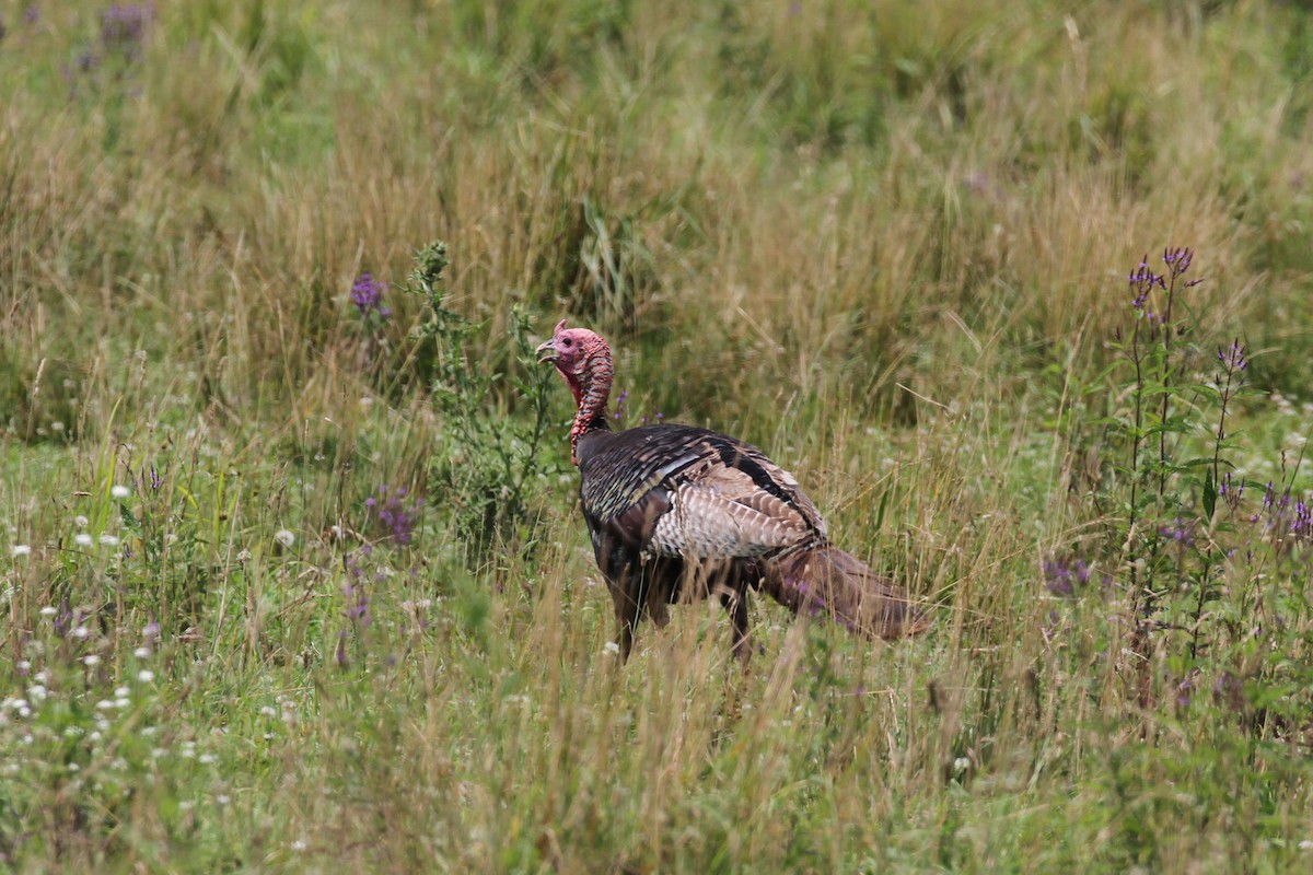 Wild Turkey - ML600963061