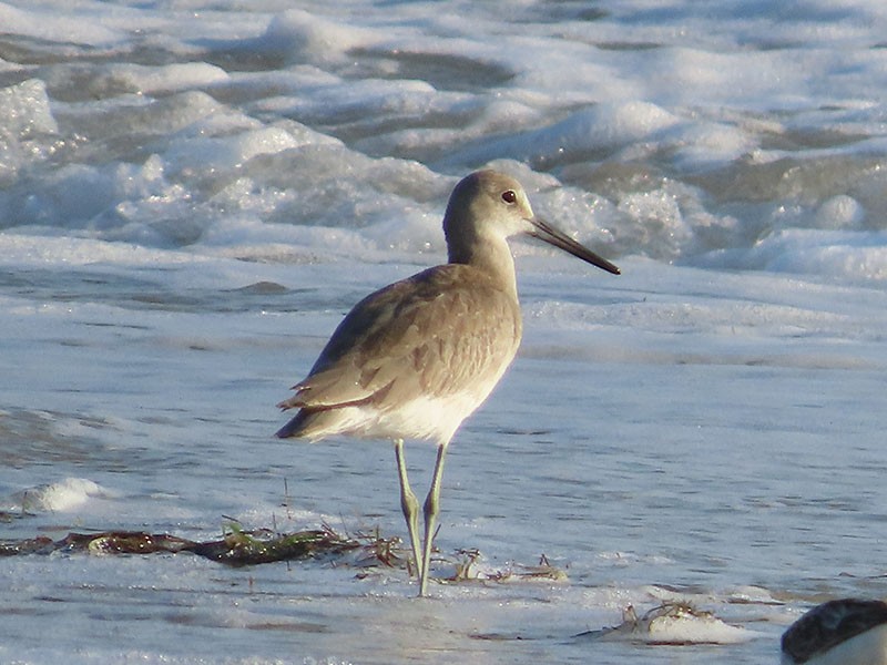 Willet - Karen Lebing