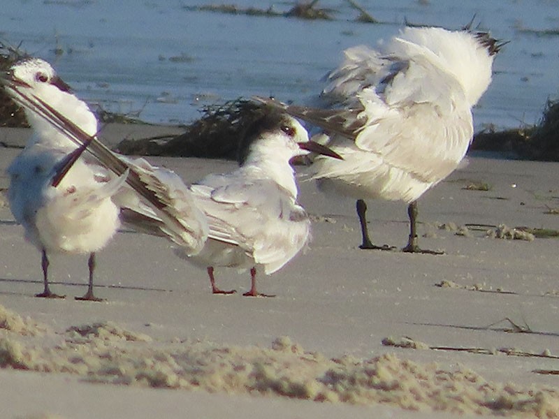 Common Tern - ML600965001