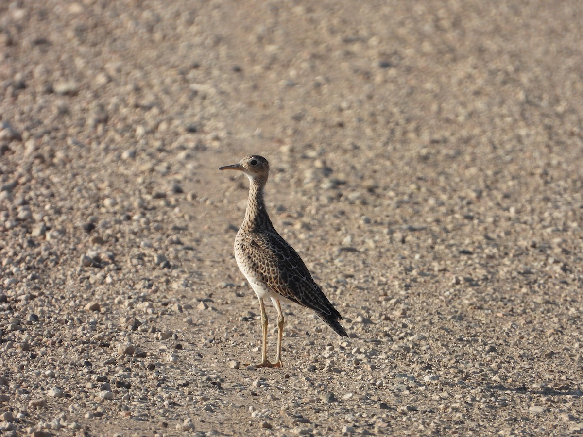 Upland Sandpiper - ML600965501