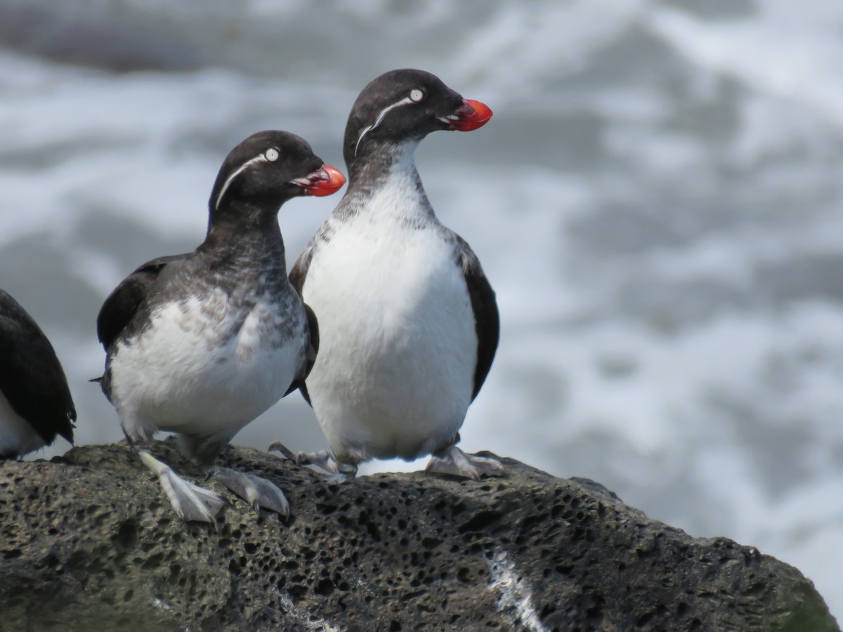 Parakeet Auklet - Mary Trombley