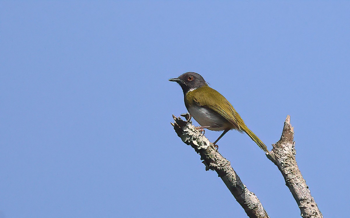 Masked Apalis - Dominic Rollinson - Birding Ecotours