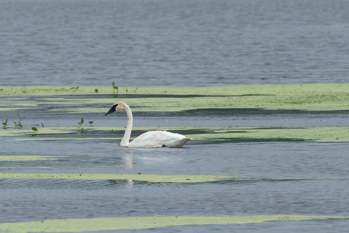 Trumpeter Swan - ML600967941