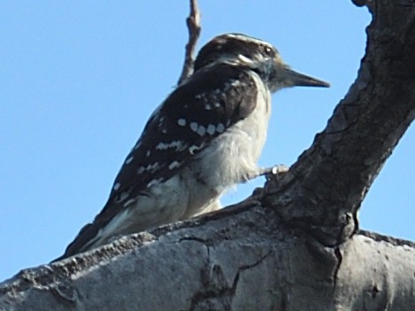 Hairy Woodpecker - ML600968081